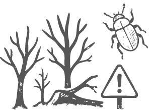 Illustration Borkenkäfer