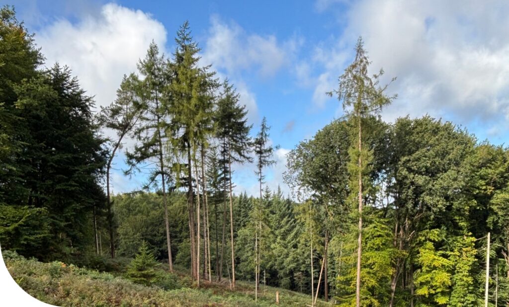 Einzelne Fichten am Rand einer kahlen Fläche die aufgeforstet werden muss